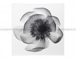 IKEA KLOXHULT Picture, X-ray Of Peony